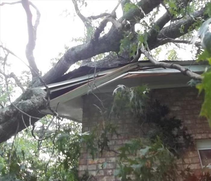 large tree on roof of home 